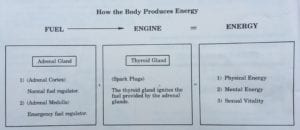 how-the-body-produces-energy