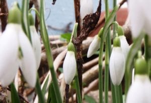 2016 02 01 snowdrops by the cat house OLYMPUS DIGITAL CAMERA