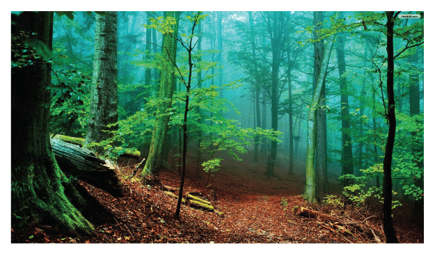 green forest Forest Bathing