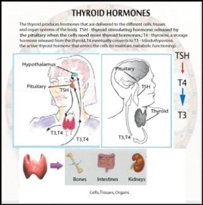 my thyroid chart1 297x300 1 my-thyroid-chart