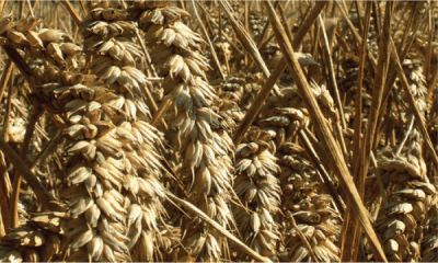 Is gluten or gliadin the problem which triggers an autoimmune response?
