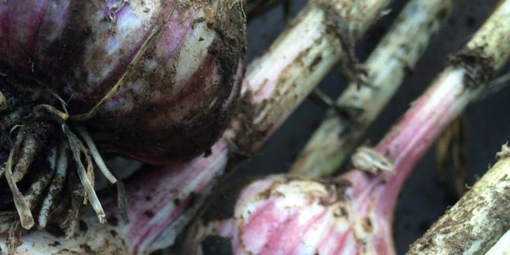 grow your own garlic Prepping: Grow your own garlic