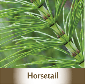 Horsetail