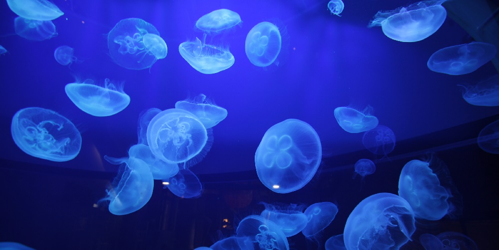 This company is using jellyfish to make eco-friendly tampons, diapers and pads