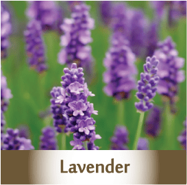 LAVENDER