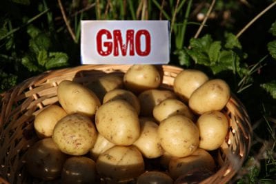 USDA approves genetically engineered potatoes despite GMO backlash