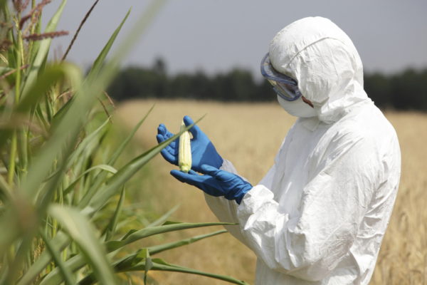 US Court of Appeals: states and counties can ban GMO crops despite federal laws