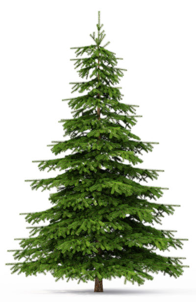 Does your christmas tree need to be organic too?