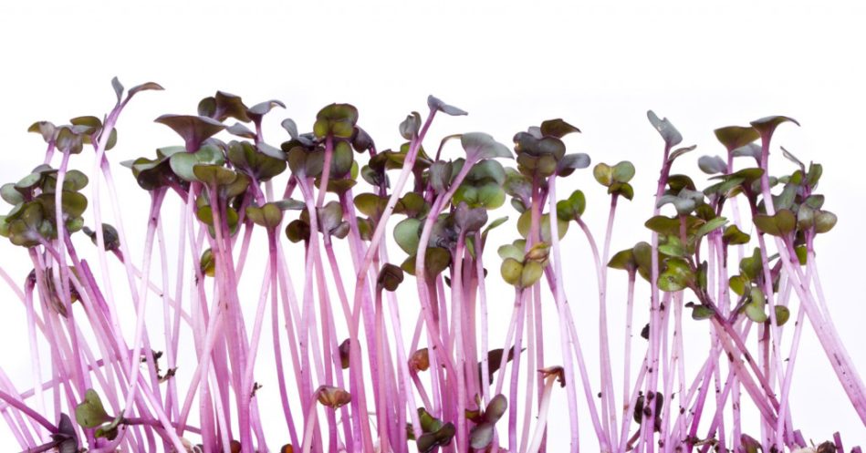 The latest superfood: red cabbage sprouts