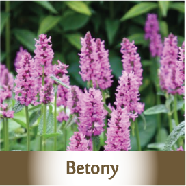 Betony Botanicals