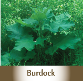 Burdock Spagyric