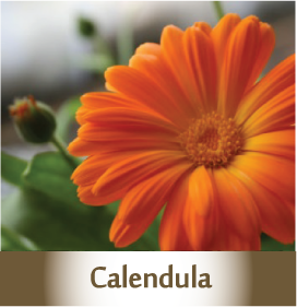 Calendula2 Botanicals