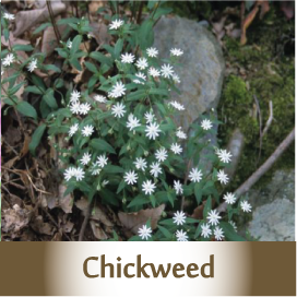 chickweed spagyric