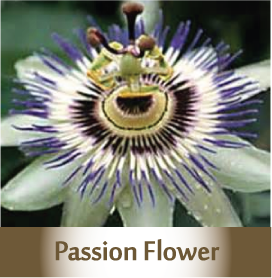 PASSION FLOWER