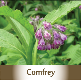 comfrey2 Botanicals