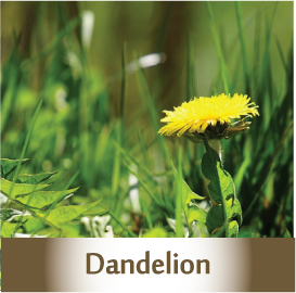 Dandelion 