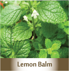 LEMON BALM