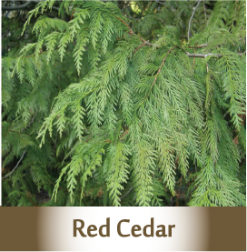 RED CEDAR