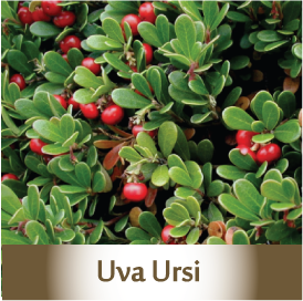 UVA URSI