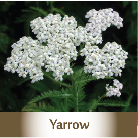 YARROW