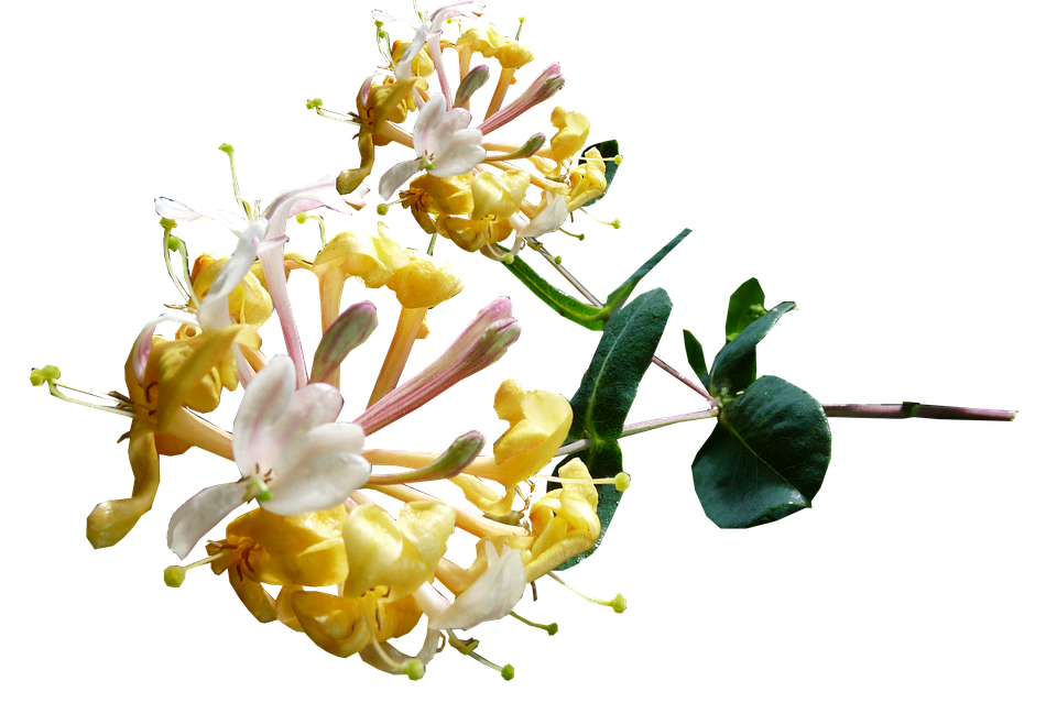 Honeysuckle: more than just a decorative flower