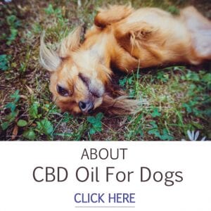 CBD for dogs 300x300 1 FDA’s absurd logic on CBD