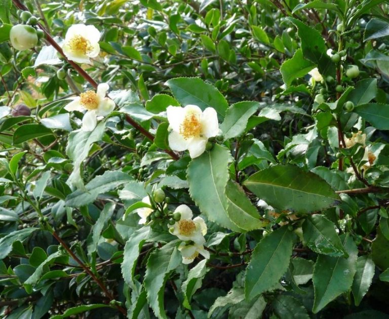 Camellia sinensis Zyflamend 120 veg caps