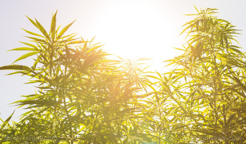 Marijuana Cannabis Plant Hemp Field Sun Flower Anxiety patients are choosing cannabis over prescription meds