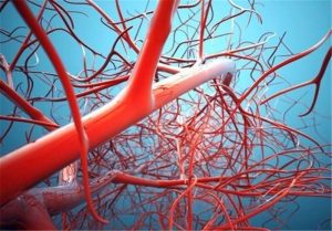 blood vessels blood vessels