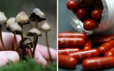 Magic mushrooms could replace antidepressants within five years