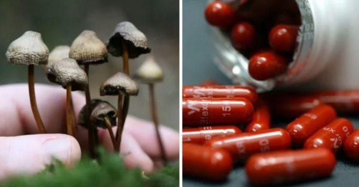 Magic mushrooms could replace antidepressants within five years