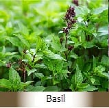 Basil Botanicals