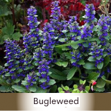 bugleweed spagyric