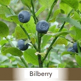 bilberry spagyric