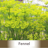 fennel tincture