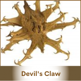devils claw
