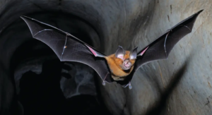 chimeric bat