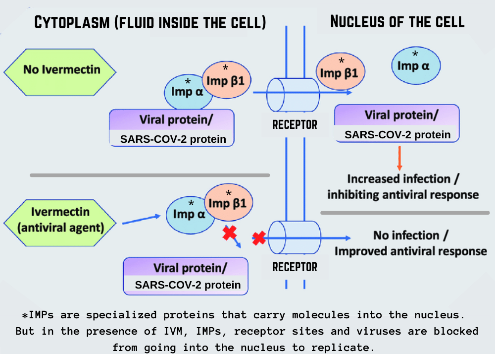 Cytoplasm fluid inside the cell 3 How Ivermectin and the Immune System Work - Basics