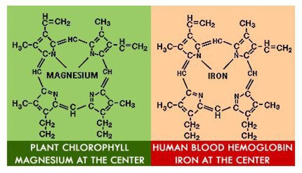 Chlorophyll vs Blood Lymph Herbal & Homeopathic Protocol