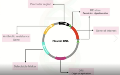What’s Plasmid DNA and why is it being put in Food, Water, Air & Vaccines? Dr. Bryan Ardis Interview
